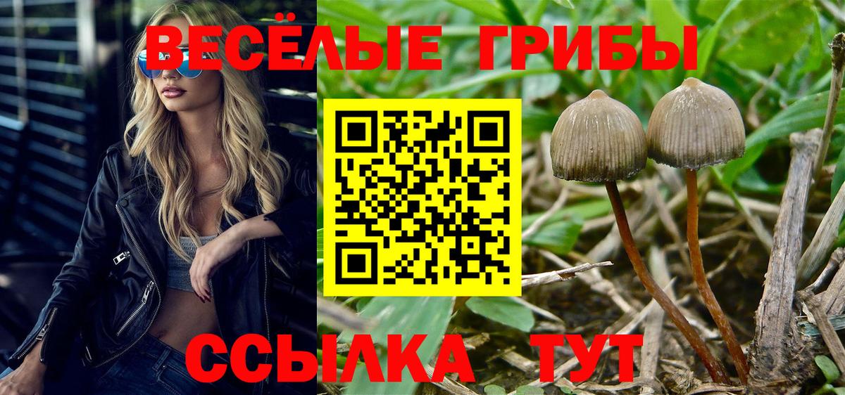 Галлюциногенные грибы Psilocybe  Псилоцибиновые грибы Psilocybe  Фрязино  Вход с VPN 